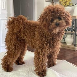 Poodle Puppies from Cathys Dogs