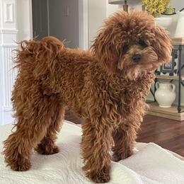 Poodle Puppies from Cathys Dogs
