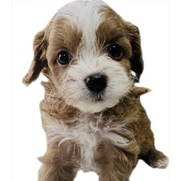Daphne - Red  female Goldendoodle puppy in Lewisville, Texas from Zink Doodles