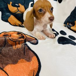 Trixie - Piebald female Dachshund puppy in Magnolia, Texas from Carrie’s Countryside Dachshunds
