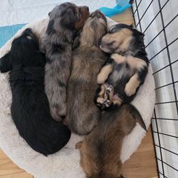 Dachshund puppies from Emily King