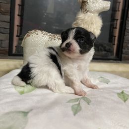 Scar face - Tri-colored Pomeranian puppy in Wyandotte, Michigan from FAITHOPELOVE POMS KENNELS