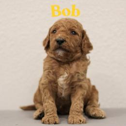 Bob - Red  male Goldendoodle puppy in College Station, Texas from Em & El Doodles