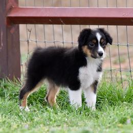 Mittens - Black tri male Miniature Australian Shepherd puppy in Wichita Falls, Texas from Shooting Stars Ranch Toy and Mini Aussies