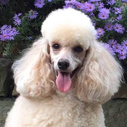 Poodles from GameOn Poodles