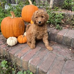 Poodle Puppies from Leaning T Ranch