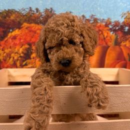 Circe (Blue Collar) - Apricot female Goldendoodle puppy in Lake Panasoffkee, Florida from Donnas Deluxe Doodles LLC