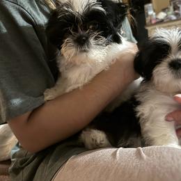 Jack - Gold and white male Shih Tzu puppy in Suwanee County, Florida from Everlasting Shih Tzu