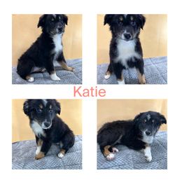 Girl 8 - Black tri female Miniature Australian Shepherd puppy in Hokes Bluff, Alabama from Alegria Toy Aussies