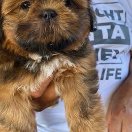 Skylar - Sable female Shih Tzu puppy in Chico, California from North State Shih tzus
