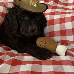 Saint Berdoodle Puppies from R & C's for the Love of Doodles