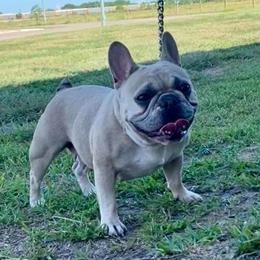 French Bulldogs from Galactic Frenchies
