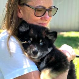 Alyssa - Black and white female Pomsky puppy in Orlando, Florida from Way too cute Pomskies