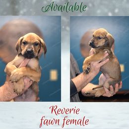 Reverie - Fawn female Great Dane puppy in Roseau, Minnesota from UNDAD'S KENNELS