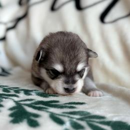 Frankie - Wolf sable male Pomsky puppy in Doon, Iowa from Luxury Pomsky