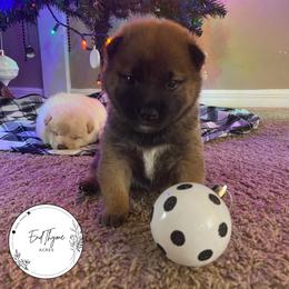 Shiba Inu Puppies from EndThyme Acres