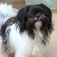 Mi-Kis from Endless Treasures