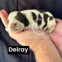 Delray - Liver white and roan female English Springer Spaniel puppy in Uvalda, Georgia from Willow Creek Farms