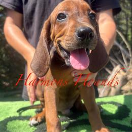 Red Collar - Red male Redbone Coonhound puppy in Mount Pleasant, Texas from Harmons Hounds