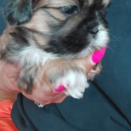 Shih Tzu Puppies from N.F.S.T Imperial ShihTzu Puppies.