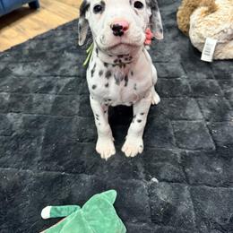 Dalmatian, Poodle, and Rhodesian Ridgeback Puppies from Ruffles, Ridges, & Spots!