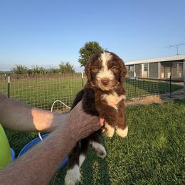 Cocoa bean - Teal - Brown and white male Aussiedoodle puppy in Eolia, Missouri from Barefoot Kennel
