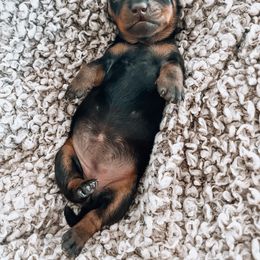 Dachshund Puppies from Cotton Hill Dachshunds