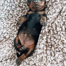 Dachshund Puppies from Cotton Hill Dachshunds