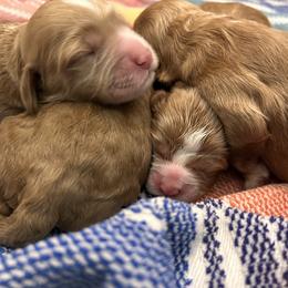 Cockapoo puppies from MyKy Puppies