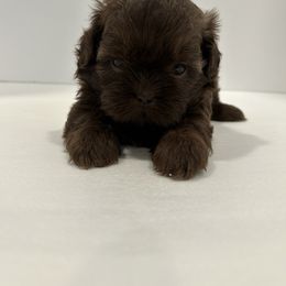 Shih Tzu Puppies from Moore Shih Tzus