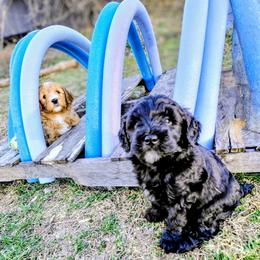Assorted Doodle Crosses Puppies from Southern Star Goldendoodles