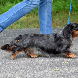 Rio - Dachshund
