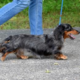 Rio - Dachshund