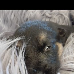 German Shepherd Puppies from Flussufer German Shepherds