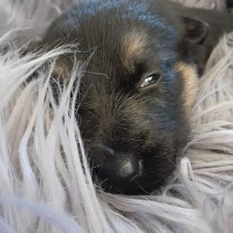 German Shepherd Puppies from Flussufer German Shepherds