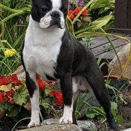Boston Terriers from Stacie Zibel