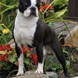 Boston Terriers from Stacie Zibel