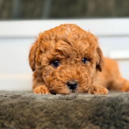 Maple - Apricot male Maltipoo puppy in Tolono, Illinois from The Golden Rule Doodles and Poos