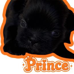 Prince - Black male Shih Tzu puppy in San Tan Valley, Arizona from My Puppy Tzu