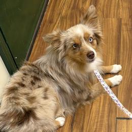 Rowdy - Toy Australian Shepherd