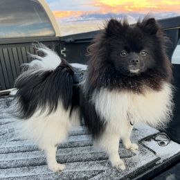Louis - Pomeranian