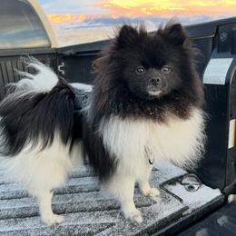 Louis - Pomeranian