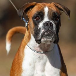Bella - Boxer