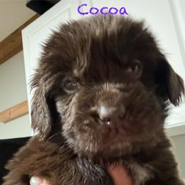 Cocoa - Brown female Newfoundland puppy in Saukville, Wisconsin from Crossroads Canines ~ Newfoundland Dogs