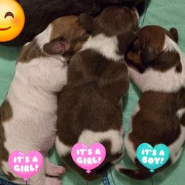 Nougat - Piebald female Dachshund puppy in New Caney, Texas from BouncinMiniWeenies