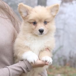 Cider (Fluffy) - male Pembroke Welsh Corgi puppy in Fayetteville, Arkansas from Intergalactic Corgis