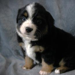 Flicka - Black tri female Miniature Australian Shepherd puppy in Menomonee Falls, Wisconsin from Hunt N Oaks
