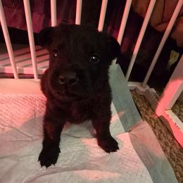 Aeris - Purple - Black female German Shepherd puppy in Pine Bush, New York from Ahnenwätcher GSD