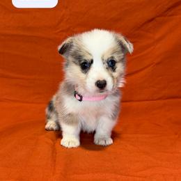 Vixen - Blue merle and white female American Corgi puppy in Midland, Texas from Desert Darlin’ Corgis