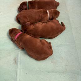 Irish Setter Puppies from Ol' Red Ranch